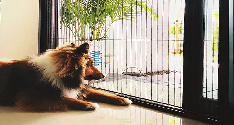 Sliding Screen Pet Door Repair in Palm River-Clair Mel, FL