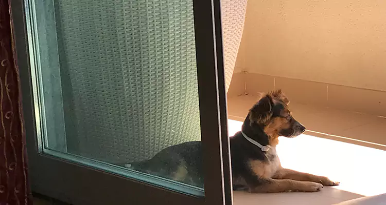 French Door Pet Screen Repair in Palm River-Clair Mel, FL